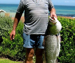 Kabeljou kaalhand gevang